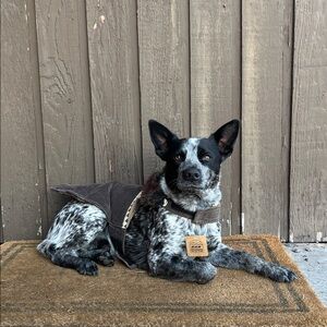 Dog Jacket - Brown & Blue w/Moose design